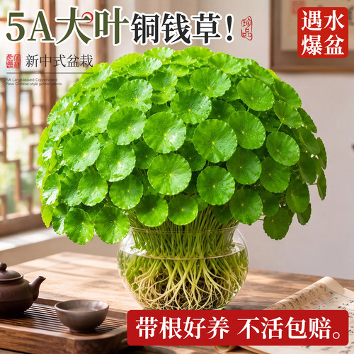 大叶铜钱草水培室内外绿植易养
