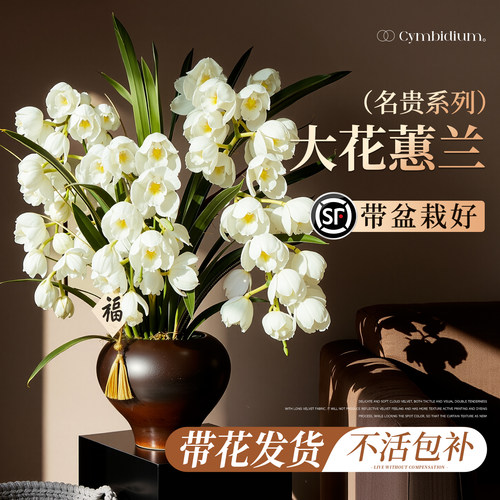 【带花发货】大花蕙兰不活包赔