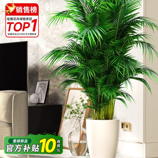 散尾葵植物盆栽客厅大型绿植室内落地办公室大号凤尾竹天堂鸟好养
