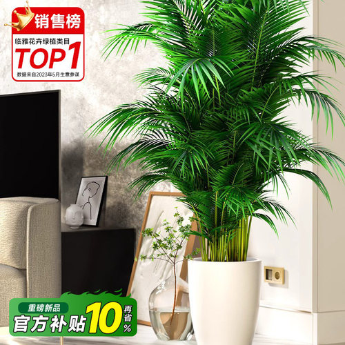 【送货入户】散尾葵盆栽大型绿植