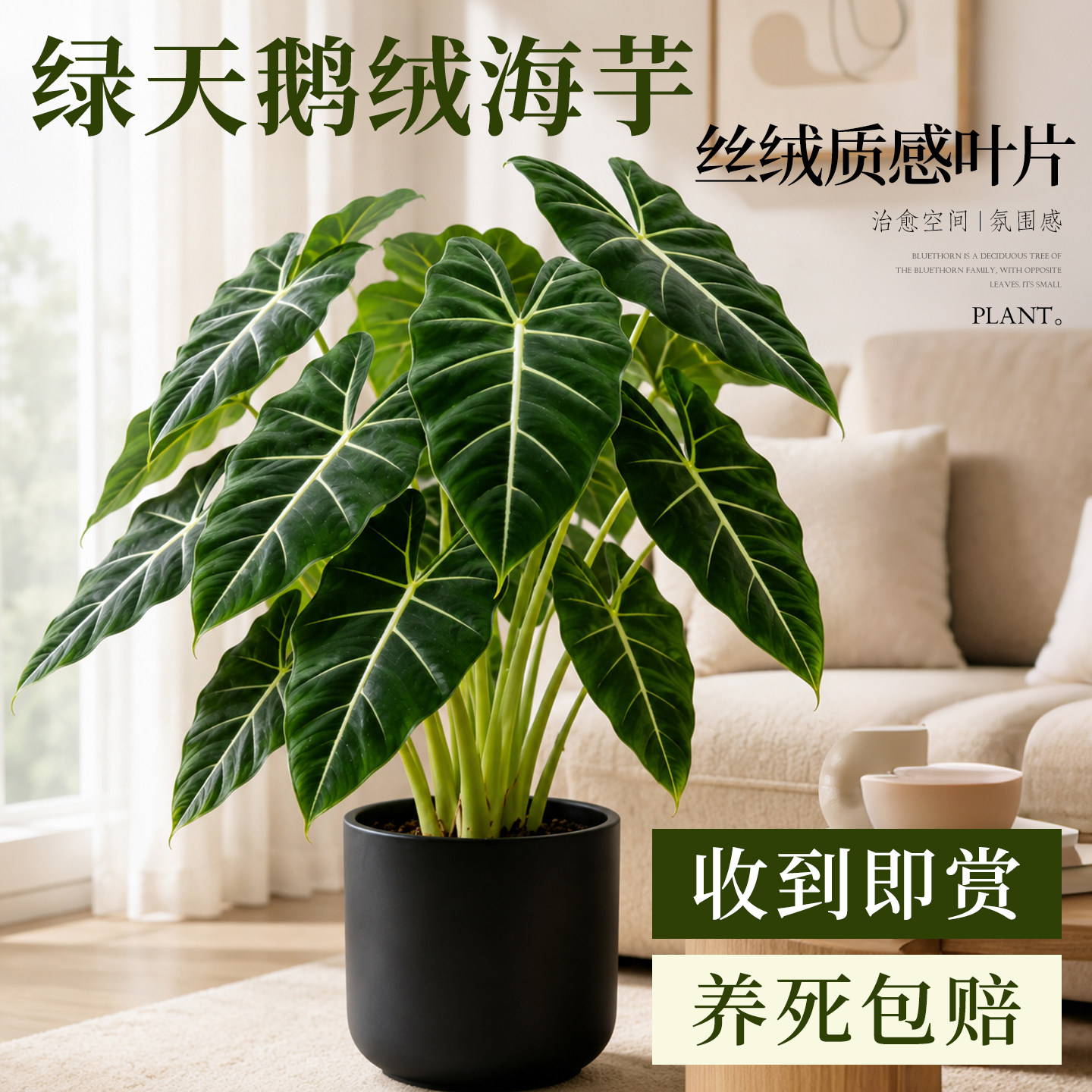 绿天鹅绒海芋盆栽绿植四季好养高级感室内客厅办公室热带植物盆景