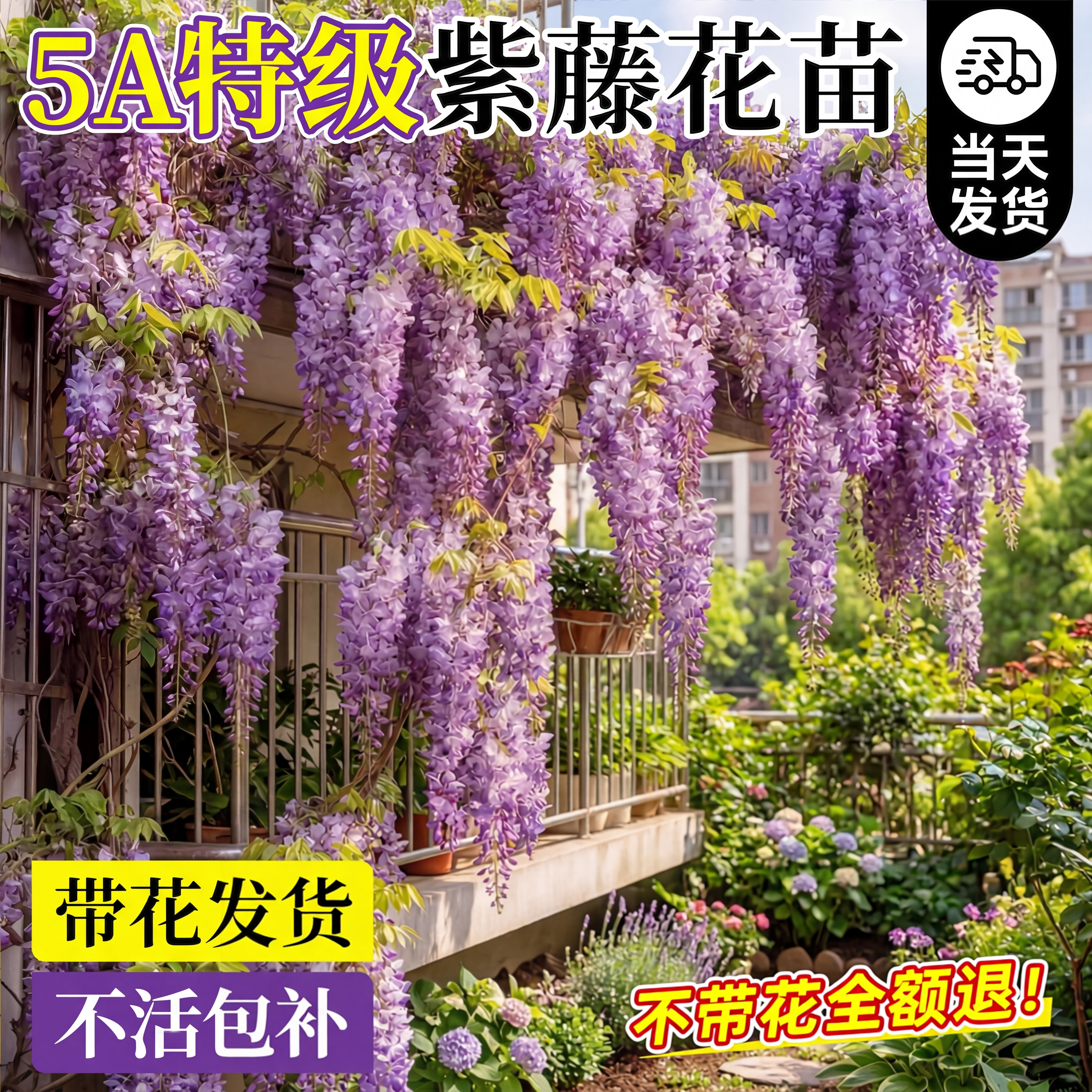 紫藤花树苗老桩爬藤植物盆栽花卉藤蔓紫藤萝绿植阳台庭院四季好养
