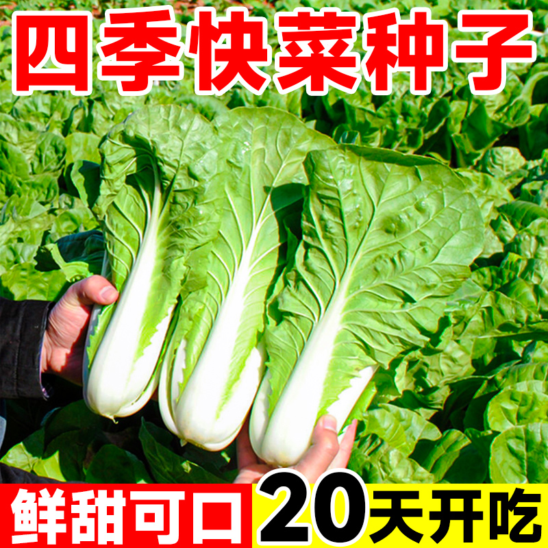 四季奶油快菜阳台速生菜种孑大全