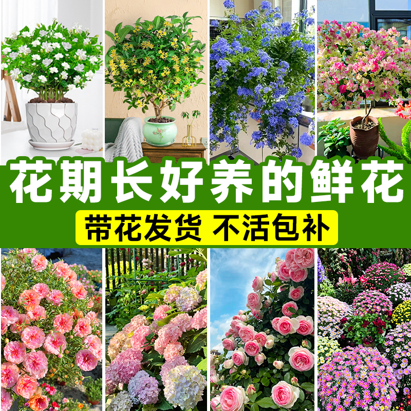 四季花卉植物盆栽太阳花蓝雪花