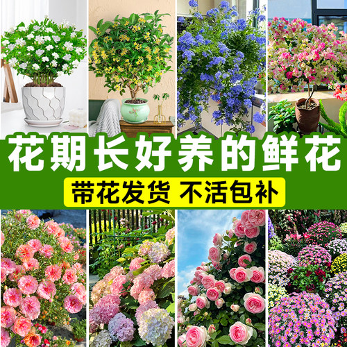 四季花卉大全植物盆栽带花苞