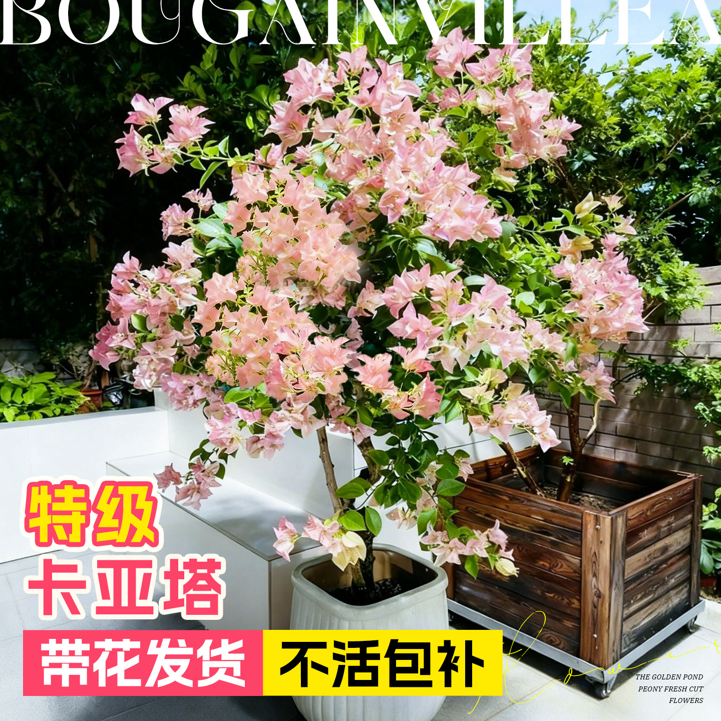 【卡亚塔带花三角梅】不活包赔