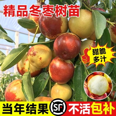 枣树活苗特大冬枣嫁接树苗沾化冬枣三代大枣超甜奶枣苹果水果青枣