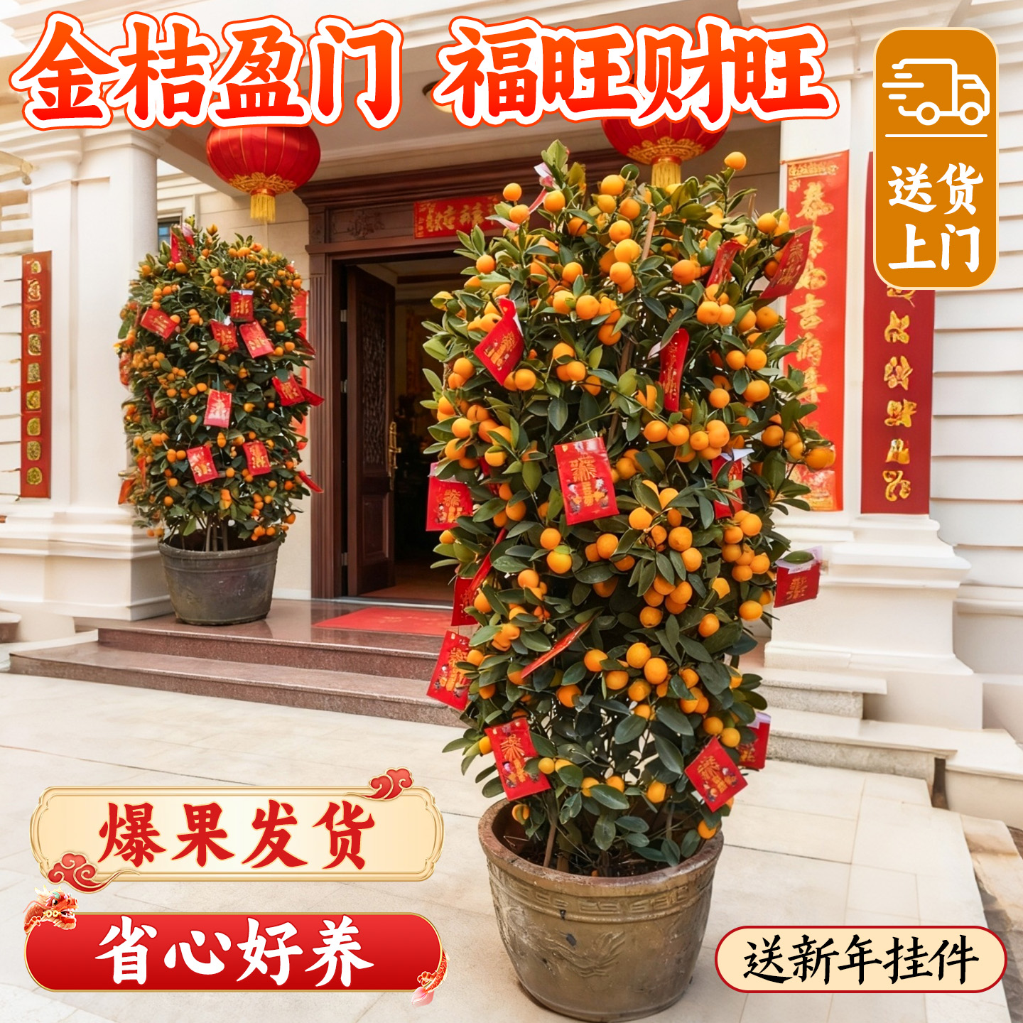 【广州直发】爆果发货年桔盆栽