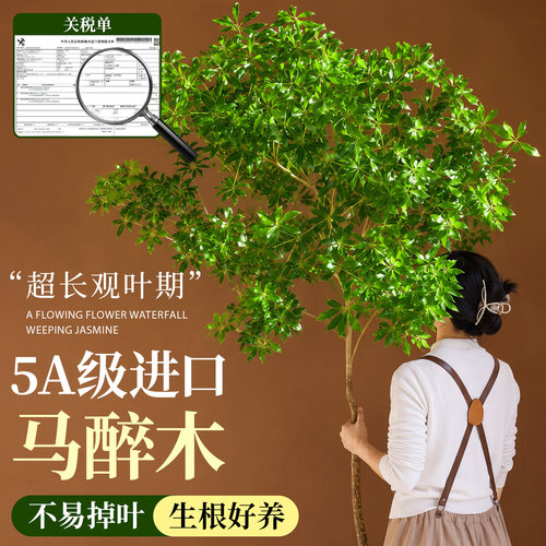【5A级马醉木】四季好养不活包补