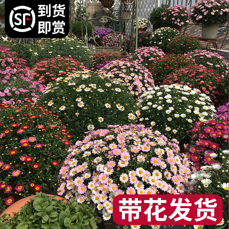 玛格丽特花苗盆栽鲜花绿植物室内花卉阳台庭院四季开花好养活蓝雪-封面