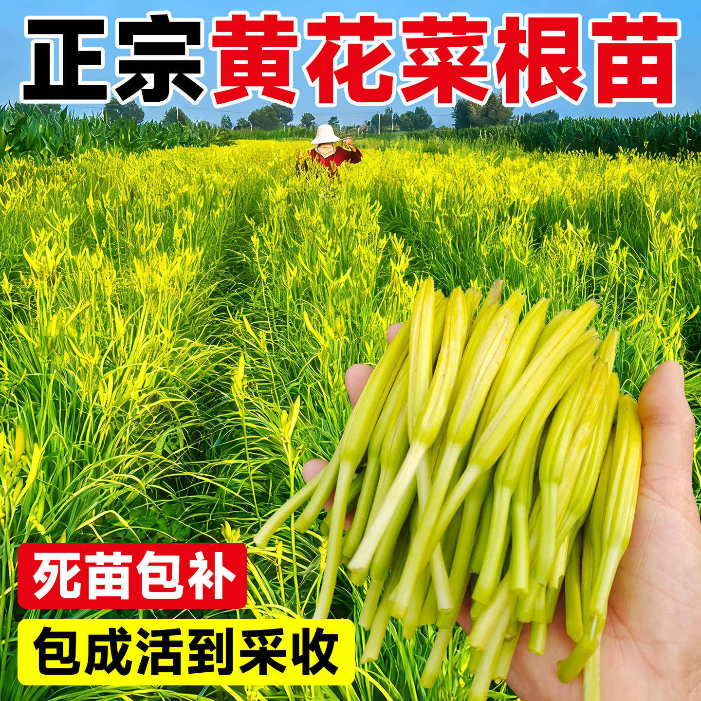 黄花菜根苗食用黄花菜种苗金针菜金针花多年生种籽现挖现发包成活