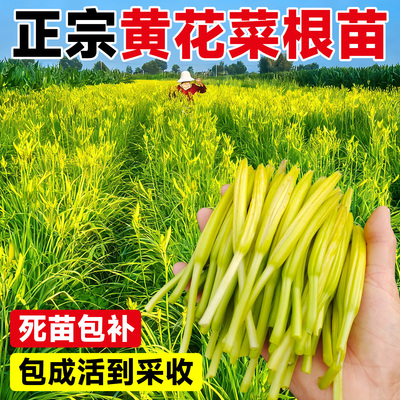 【包成活到采收】精选黄花菜根苗