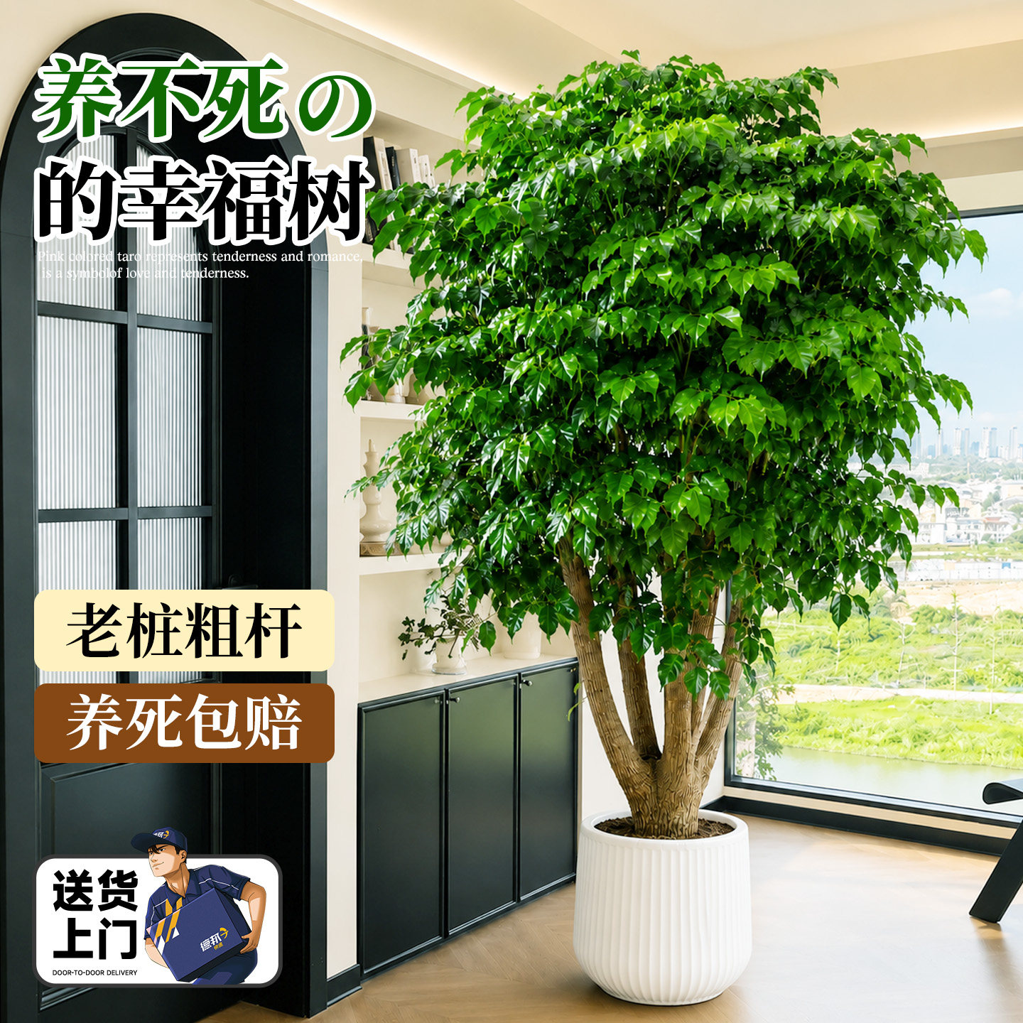 老桩粗杆幸福树客厅绿植室内大型盆栽四季常青植物平安树净化空气