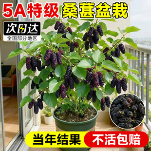 桑葚树苗嫁接果树果苗南北方种植大叶长果四季庭院盆栽地栽树莓苗