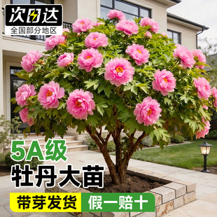 牡丹花卉盆栽老桩树苗洛阳正宗大花四季带芽孢室内花苗庭院绿植物