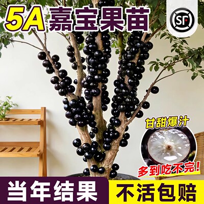 5A级嘉宝果苗不结果直接赔
