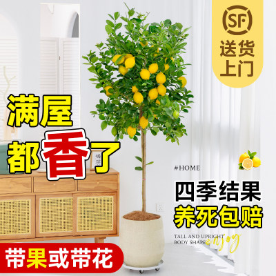 【A级精品柠檬树】带花或带果