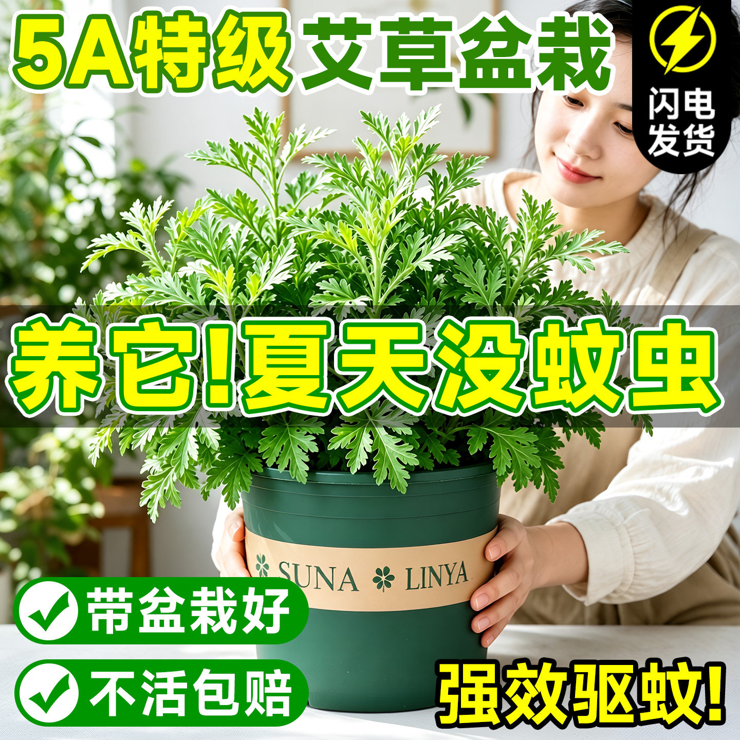 艾草苗驱蚊植物食用香草新鲜室内外阳台绿植盆栽防虫小叶艾蒿端午