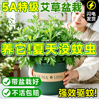 驱蚊艾草苗室内外小绿植盆栽阳台