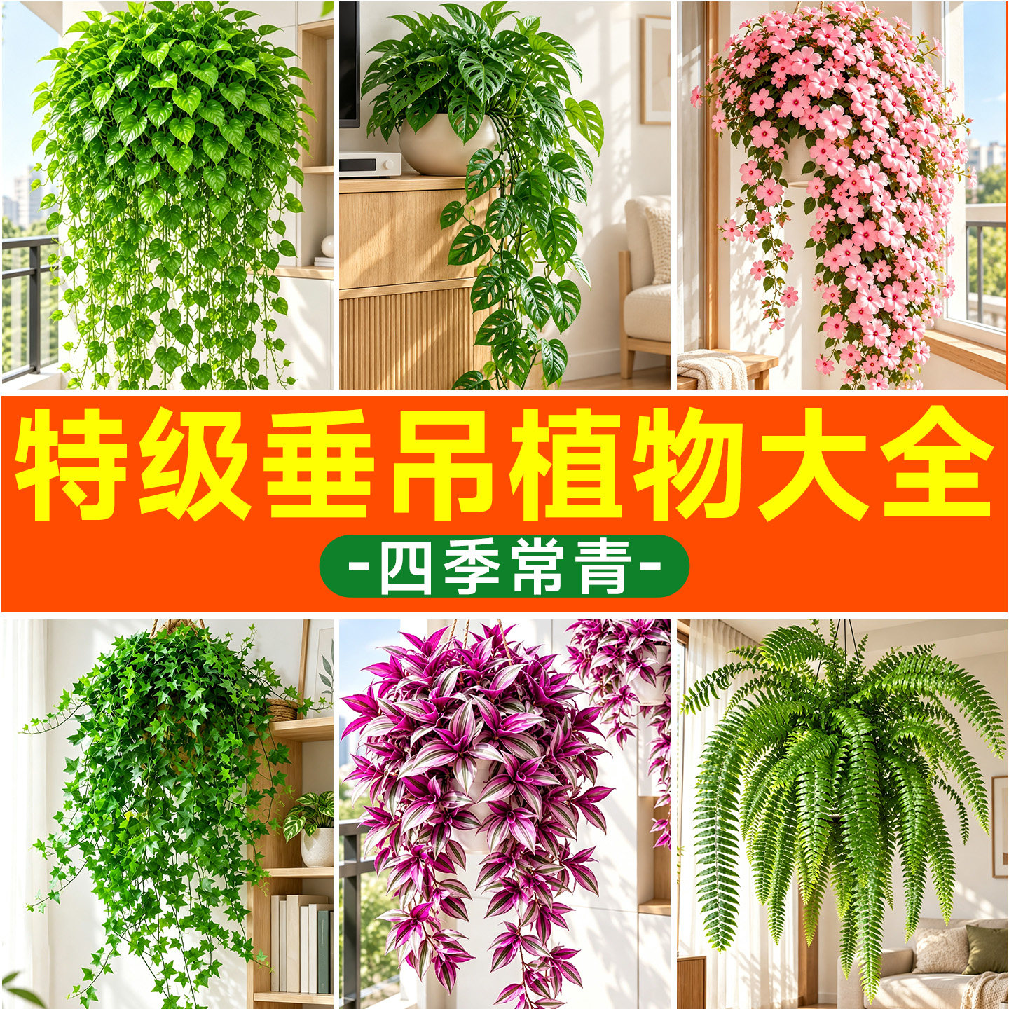 垂吊植物常春藤吊兰室内阳台好观叶绿萝爬藤绿植盆栽四季常青好养