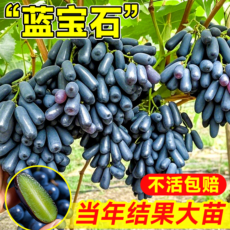 ĺ20-30cmϽ 粹 80cm()-89cm() ʯѹ55.1Ԫ(88VIP 95)