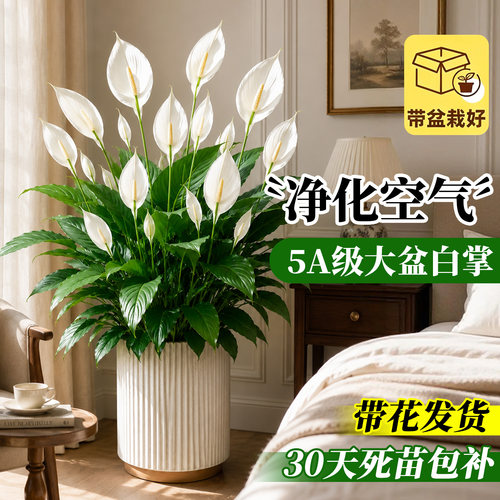 带花发货白掌一帆风顺盆栽好养