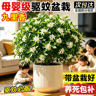 【驱蚊植物】九里香盆栽室内绿植