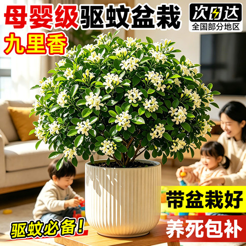 【驱蚊植物】九里香盆栽室内绿植