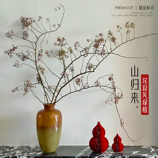 山归来鲜切干花水培植物绿植盆栽办公室内好养活水生南蛇藤高级感