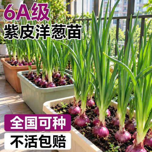 【不活包赔】6A级洋葱苗现挖现发
