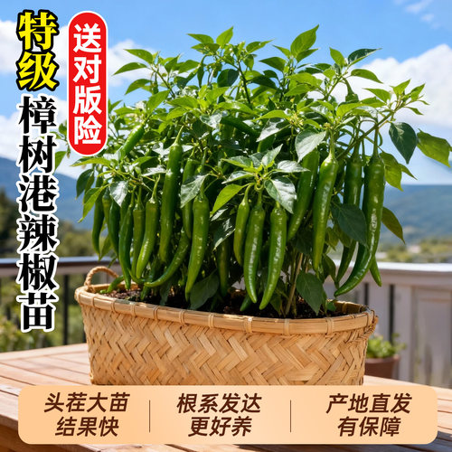 樟树港辣椒苗秧苗盆栽地栽都结果