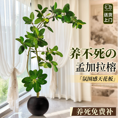 【全网热销10万+】特级孟加拉榕