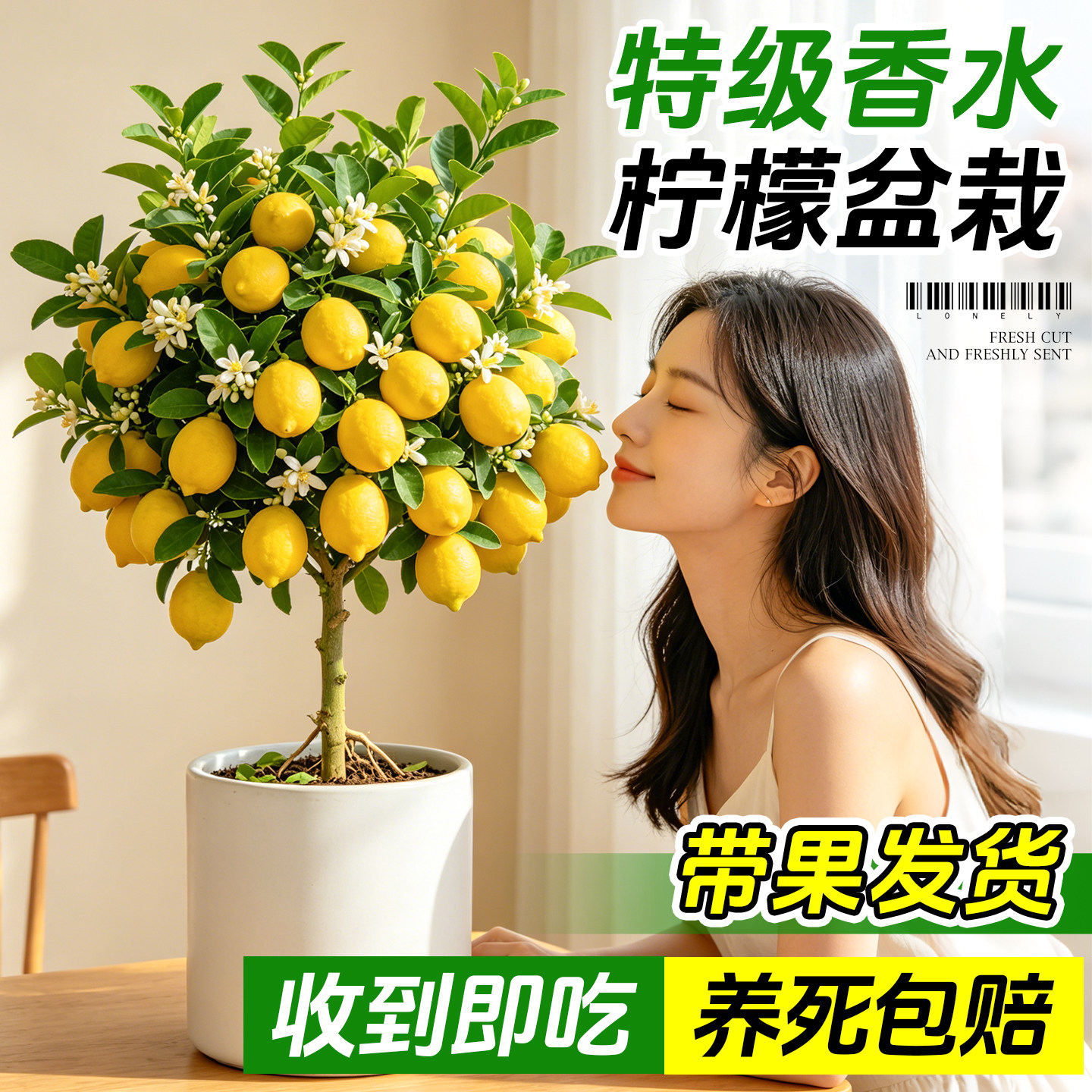 香水柠檬树盆栽带果水果树苗客厅绿植物可食用室内外扬天结果好养