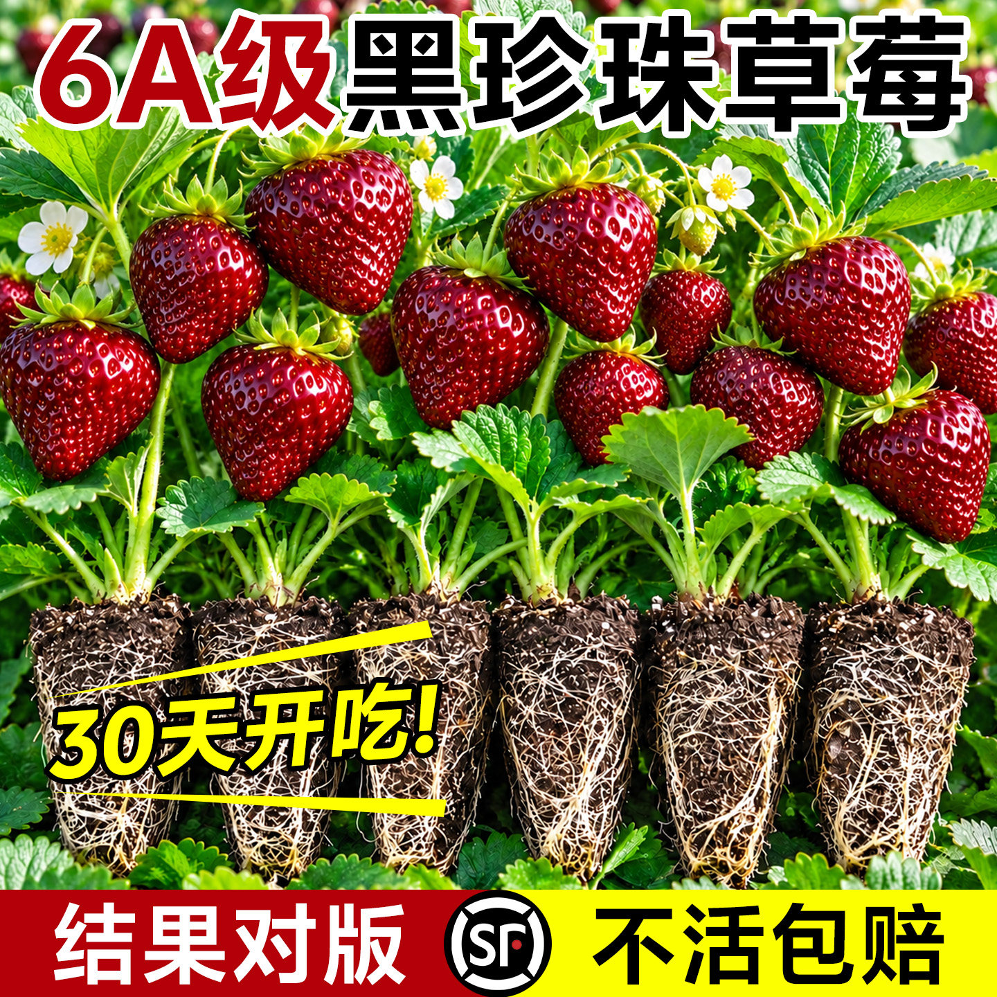 黑珍珠草莓苗秧穴盘苗优质精品玄玉奶油草莓四季结果盆栽成活率高