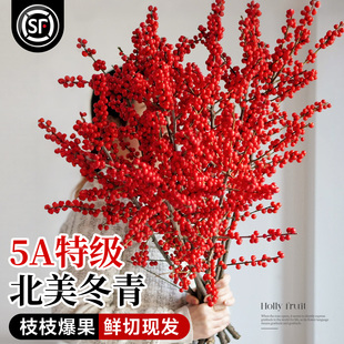 北美冬青红果鲜枝银柳年宵花卉绿植室内水培植物鲜花切枝盆栽真花