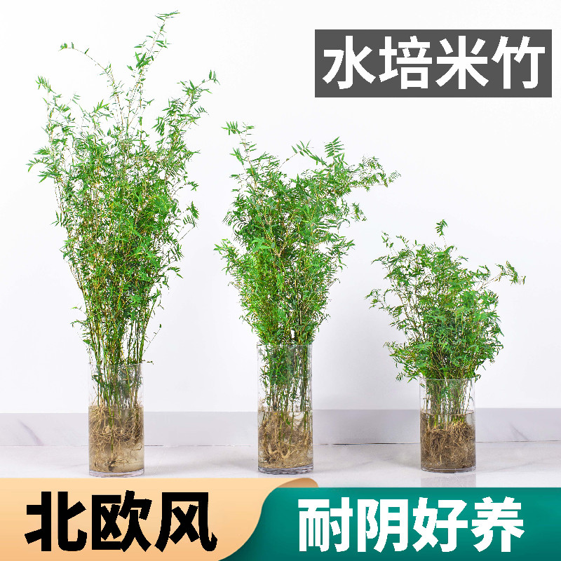 米竹水培植物带根盆栽水养绿植