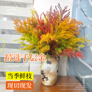 千层金鲜切花干花水培花材绿植物花卉黄金香柳鲜花插花室内花束