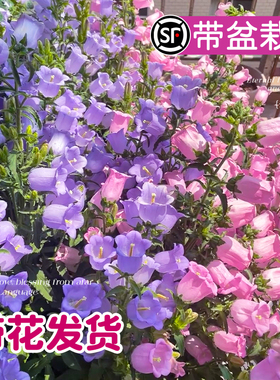 风铃花盆栽鲜花卉草酒杯丹麦重瓣紫色蓝花苗带苞客厅阳台四季绿植