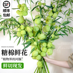 包邮 糖棉鲜花云南基地直发批发顺丰 花卉家用插花鲜切花唐棉气球果