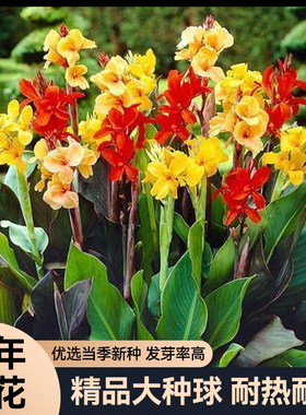 美人蕉种球四季好养活花卉盆栽室外庭院地栽绿植物花苗多年生带芽