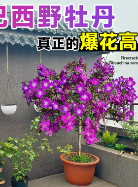 巴西野牡丹紫牡丹盆栽花苗带花紫色花卉绿植室内阳台易活四季开花
