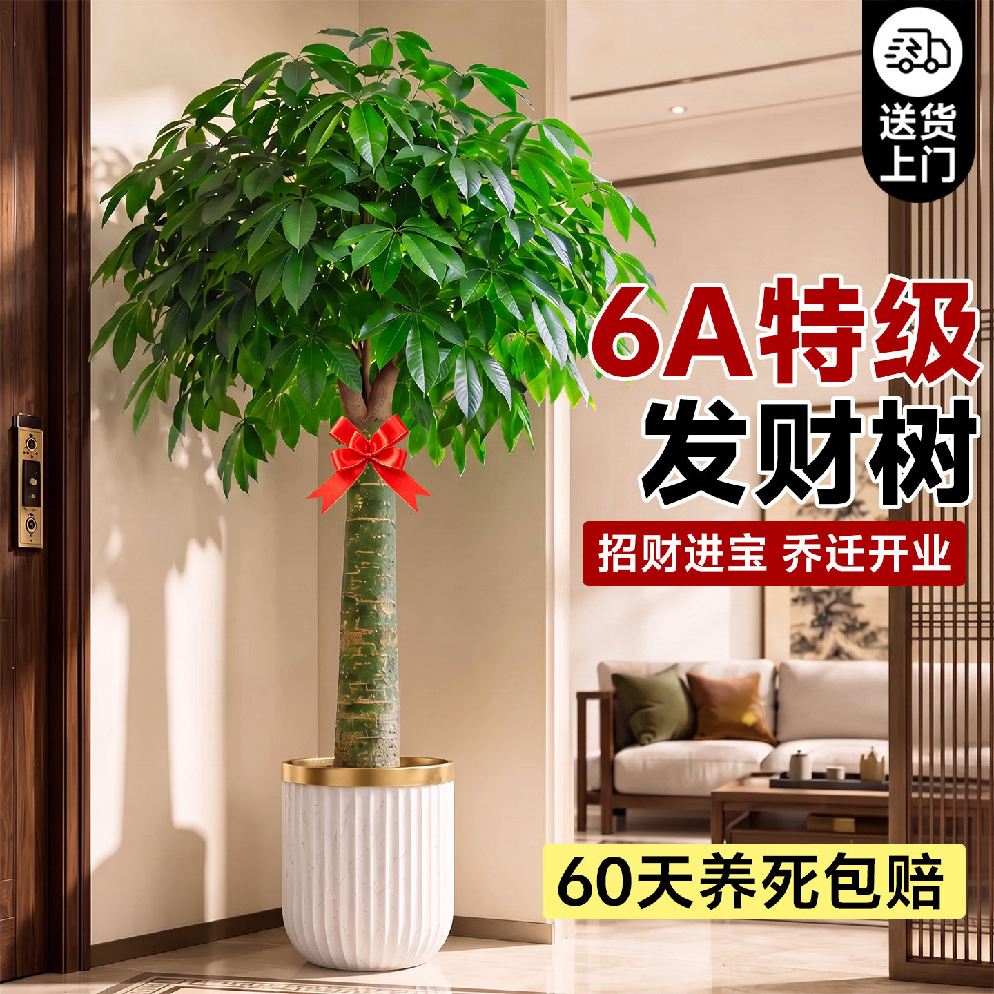 发财树客厅盆栽大型招财树乔迁暖房实用礼物四季绿植室内盆栽好养