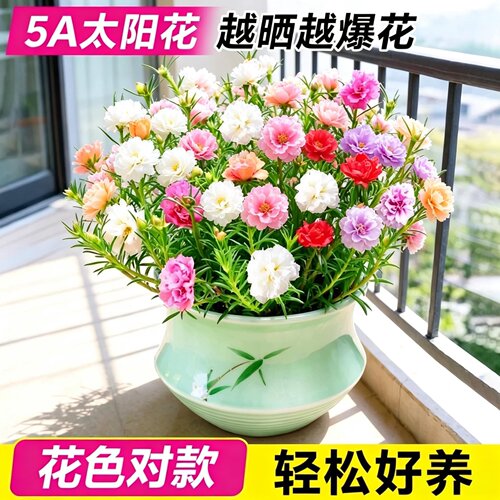临雅重瓣太阳花大花四季开花