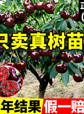正宗车厘子树苗盆栽矮化黑珍珠特大樱桃树苖果树南方北方种植果苗