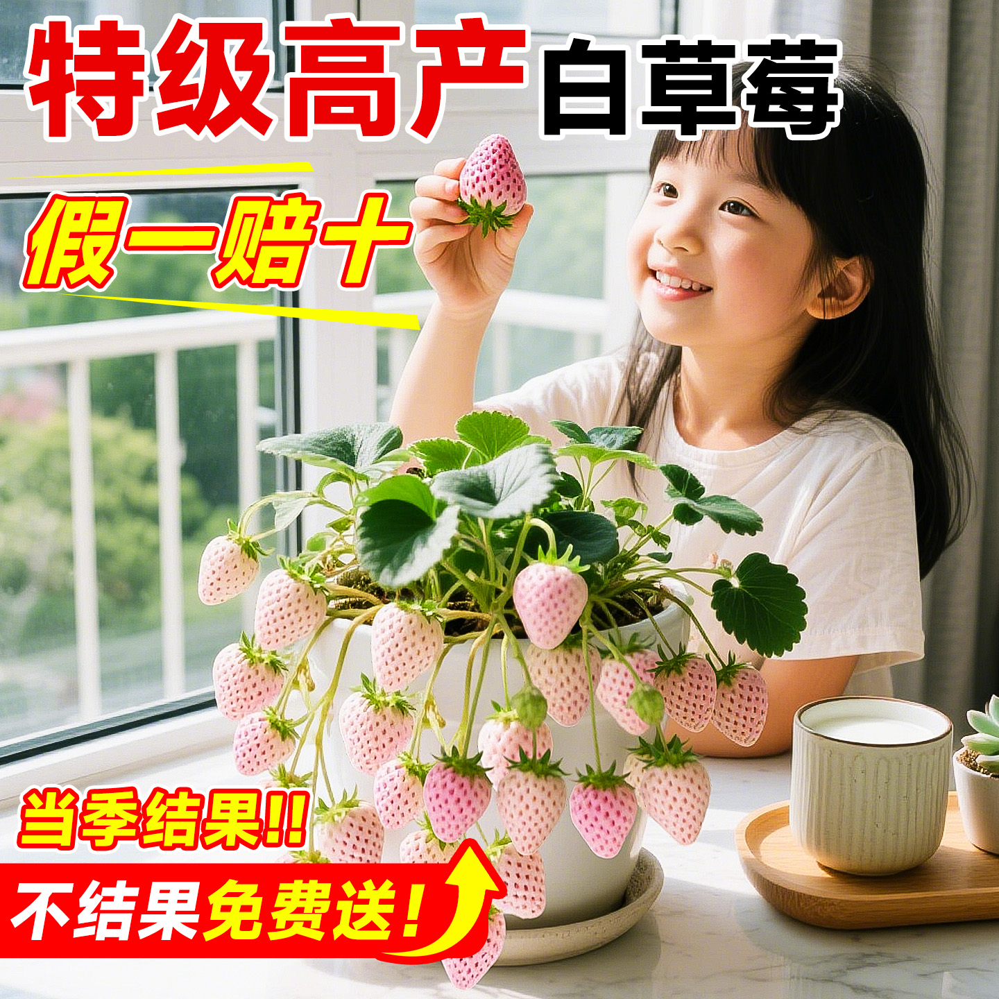 【当季结果】特级白草莓大苗