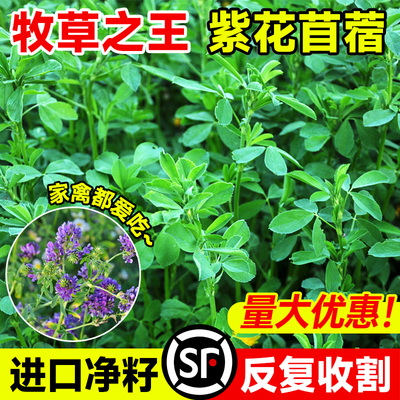 进口紫花苜蓿草净籽四季精品牧草