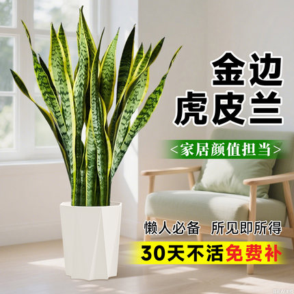 金边虎皮兰绿植客厅大盆栽室内办公室大型落地植物盆景四季好养活