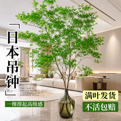 日本进口吊钟水培植物室内好养活
