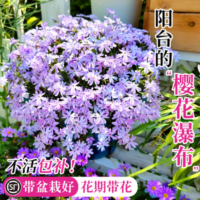 芝樱花丛生福禄考盆栽庭院室内外