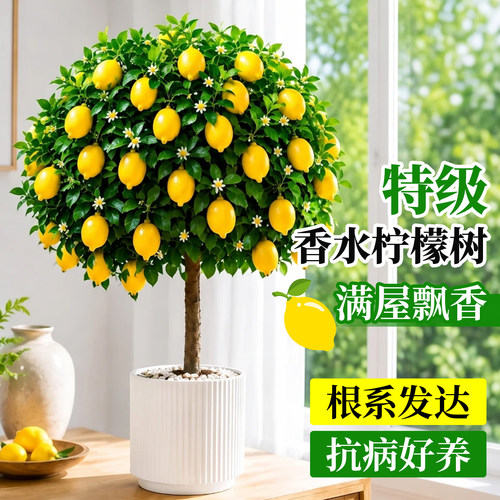 香水柠檬树盆栽带果直发四季好养